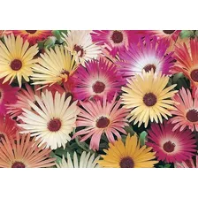 1000 Sementes Da Belíssima Flor Ficóide Tapete Mágico + Foto mini 3