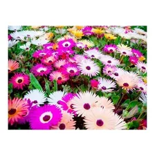 1000 Sementes Da Belíssima Flor Ficóide Tapete Mágico + Foto mini 1