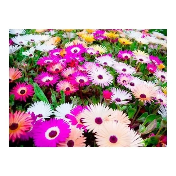 1000 Sementes Da Belíssima Flor Ficóide Tapete Mágico + Foto 1