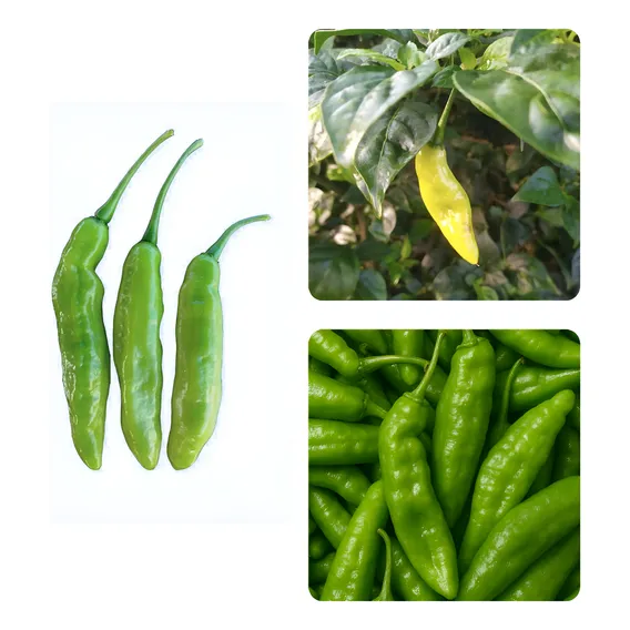 1.000 Sementes De Pimenta Chifre De Bode / Chifre De Bode Foto 1