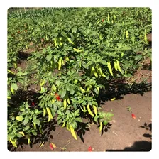 1.000 Sementes De Pimenta Chifre De Bode / Chifre De Bode Foto mini 4