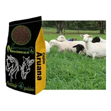 10kg Sementes Capim Aruana Pastagem Safra Nova Foto mini 4