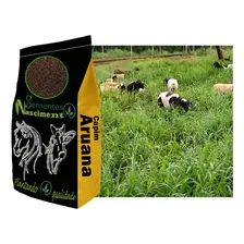 10kg Sementes Capim Aruana Pastagem Safra Nova Foto mini  3