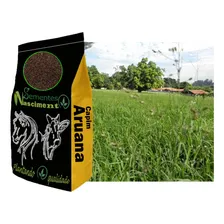 10kg Sementes Capim Aruana Pastagem Safra Nova Foto mini  2