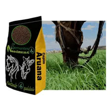 10kg Sementes Capim Aruana Pastagem Safra Nova Foto  mini 1