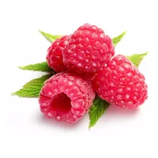 15 Sementes De Framboesa Gigante Red Raspberry Rubus P/mudas Foto mini 1