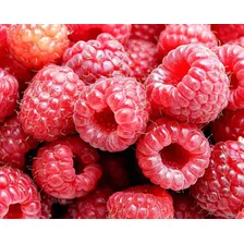 15 Sementes De Framboesa Gigante Red Raspberry Rubus P/mudas Foto mini 2
