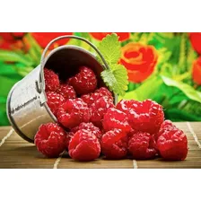 15 Sementes De Framboesa Gigante Red Raspberry Rubus P/mudas Foto mini 3