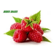 15 Sementes De Framboesa Gigante Red Raspberry Rubus P/mudas Foto mini 4