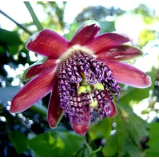 15 Sementes De Maracujá Doce - Passiflora Alata Fruta Foto mini 4