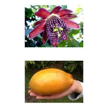 15 Sementes De Maracujá Doce - Passiflora Alata Fruta Foto  mini 1