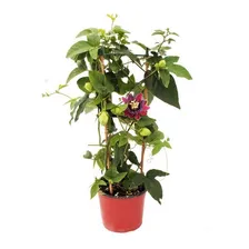 15 Sementes De Maracujá Doce - Passiflora Alata Fruta Foto mini  2