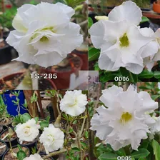 15 Sementes Rosa Deserto Dobradas Simples Tripla Mix Frescas Foto mini 3