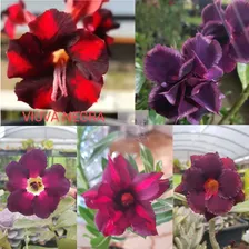 15 Sementes Rosa Deserto Dobradas Simples Tripla Mix Frescas Foto mini 4