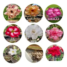 15 Sementes Rosa Deserto Dobradas Simples Tripla Mix Frescas Foto mini 2