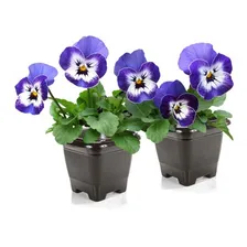 15 Vasos Quadrado Plástico 800ml Preto P/ Plantas E Flores Foto mini 3