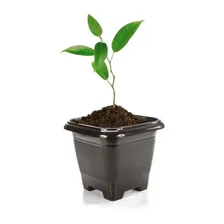 15 Vasos Quadrado Plástico 800ml Preto P/ Plantas E Flores Foto mini 4
