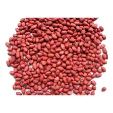 1500 Sementes De Amendoim Vermelho Para Mudas Foto mini 1