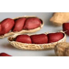 1500 Sementes De Amendoim Vermelho Para Mudas Foto mini 2
