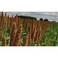 1kg Sementes Milheto / Pennisetem Gaucum Cv Brs 1501 Foto mini  3