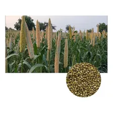 1kg Sementes Milheto / Pennisetem Gaucum Cv Brs 1501 Foto  mini 1