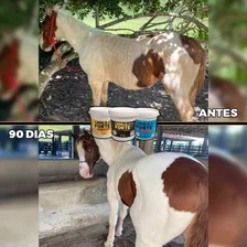 1kg Suplemento Cavalo Forte Premium Foto mini 2
