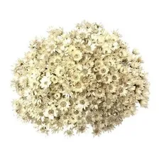 2 Sempre Vivas Florzinha Branca I Flores Desidratadas Foto mini 4