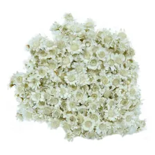 2 Sempre Vivas Florzinha Branca I Flores Desidratadas Foto mini 2