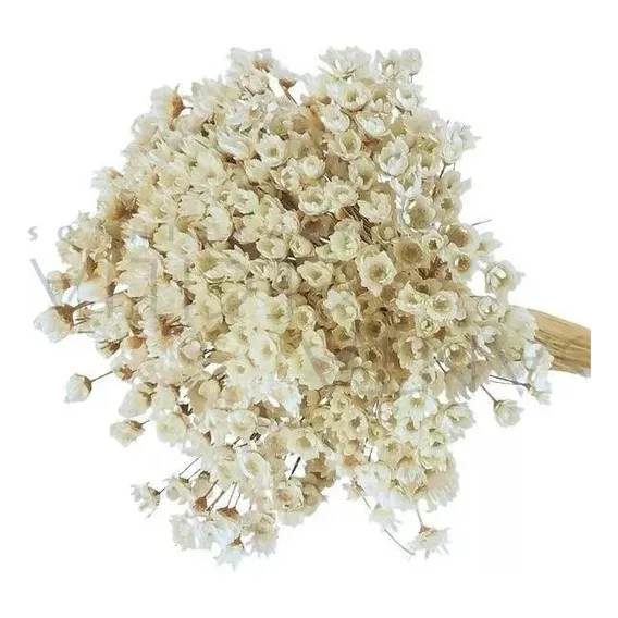 2 Sempre Vivas Florzinha Branca I Flores Desidratadas Foto 1
