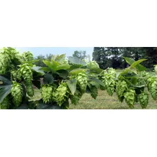20 Sementes De Lúpulo - Trepadeira Cerveja - Humulus Lupulus Foto mini 2
