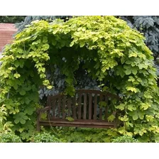 20 Sementes De Lúpulo - Trepadeira Cerveja - Humulus Lupulus Foto mini 3
