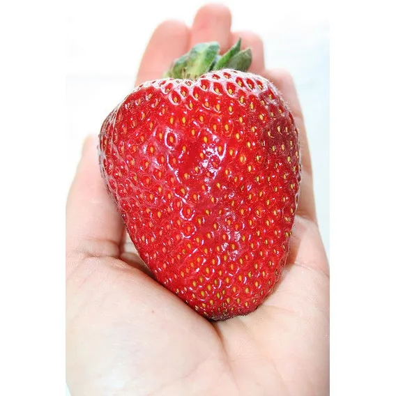 20 Sementes De Morango Gigante Frutas Fruta Para Mudas Foto 1