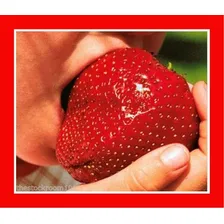 20 Sementes De Morango Gigante Frutas Fruta Para Mudas Foto mini 3
