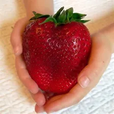 20 Sementes De Morango Gigante Frutas Fruta Para Mudas Foto mini 2