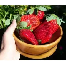 20 Sementes De Morango Gigante Frutas Fruta Para Mudas Foto mini 4