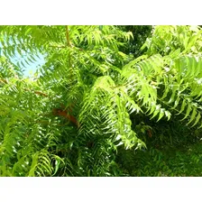 200 Sementes De Neem Nim Indiano Sementes Novas Foto mini 1
