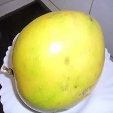 200 Sementes Maracujá Gigante Azedo Foto mini 4