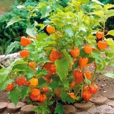 200 Sementes Physalis + Foto mini 1