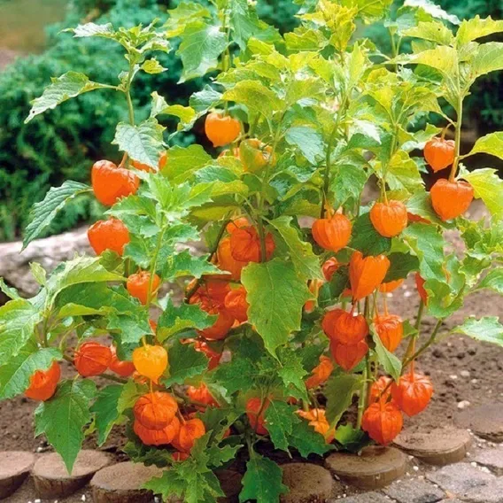 200 Sementes Physalis + Foto 1