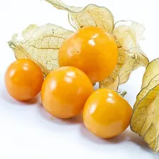 200 Sementes Physalis + Foto mini 4