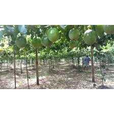 2000 Sementes De Amendoim Vermelho Para Mudas Foto mini 4