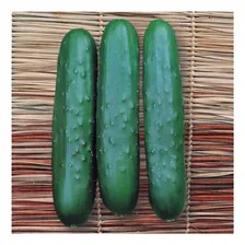 220 Sementes De Pepino Aodai Foto mini 2
