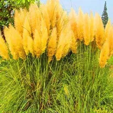 25 Sementes Capim Dos Pampas Cortadeira Rara Foto mini 3