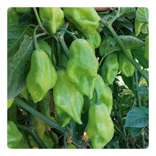 250 Sementes De Pimenta De Cheiro Acemira Foto mini 1