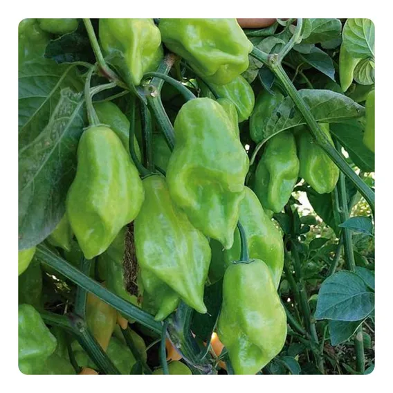 250 Sementes De Pimenta De Cheiro Acemira Foto 1