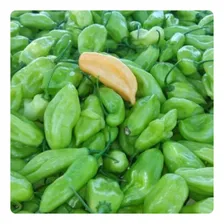 250 Sementes De Pimenta De Cheiro Acemira Foto mini 2