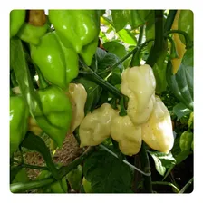 250 Sementes De Pimenta De Cheiro Acemira Foto mini 3