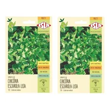2x Sementes De Chic贸ria Escarola Lisa Foto mini 1