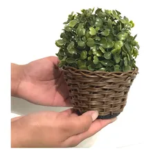 3 Buchinhos Artificiais + Vaso Trançado Marrom Bola Verde Foto mini  3
