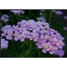 3 Sementes Da Linda Flor Aquileia Purpura Foto  mini 1